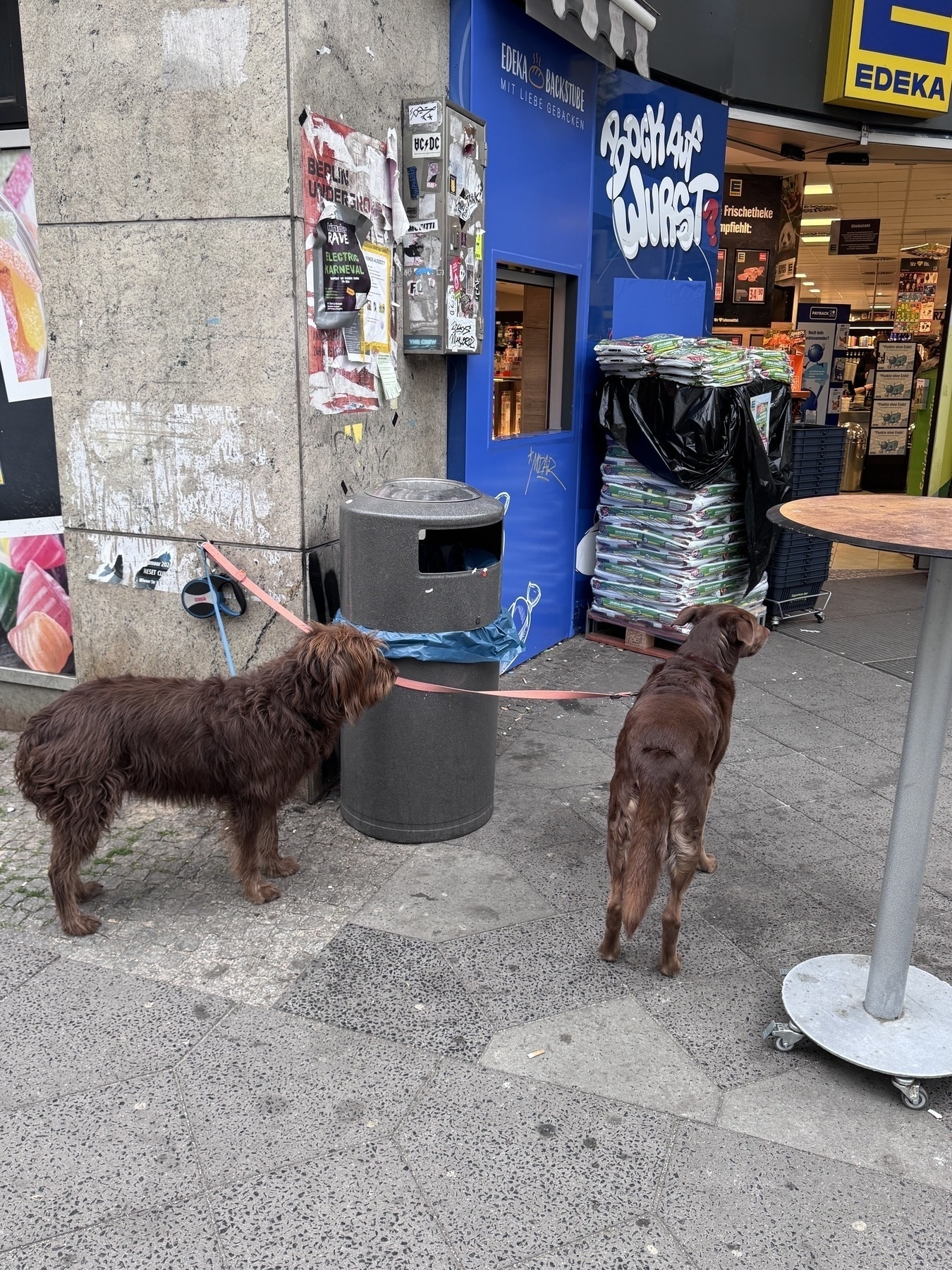 Zwei braune angeleinte Hunde vor dem Supermarkt 